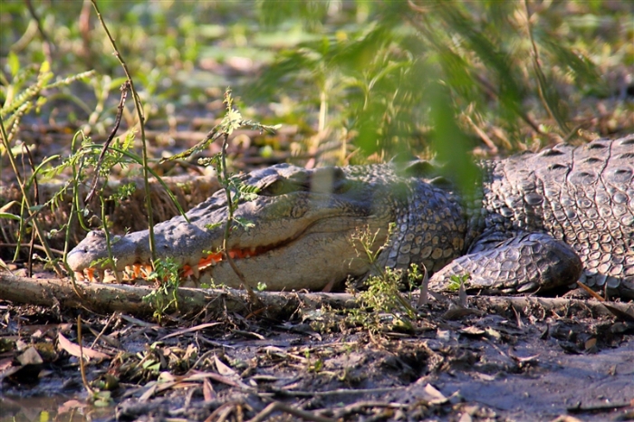 CoopersCreek_Crocodile_6148_m_800