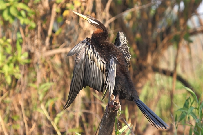 CoopersCreek_Darter_1270_m_800