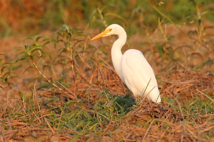 CoopersCreek_Egret_1301_m_3_800