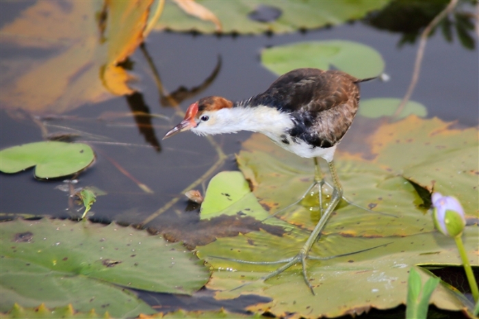 CoopersCreek_Jacana_6166_m_800