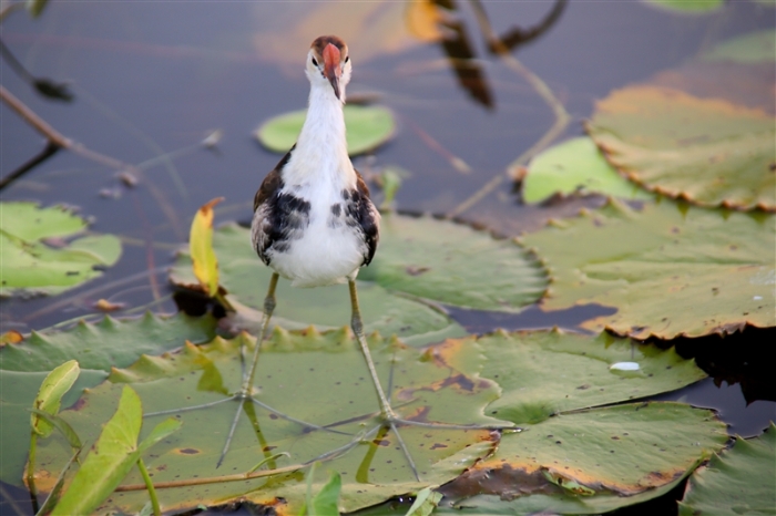 CoopersCreek_Jacana_6169_m_800