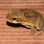 CaneToad_6178_m_3_800