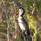 CoopersCreek_Cormorant_1295_m_2_800