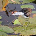 CoopersCreek_Jacana_6166_m_800