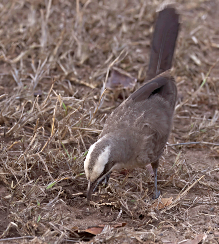 Grey-crowned Babbler