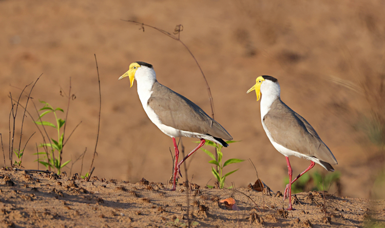 Masked Lapwing