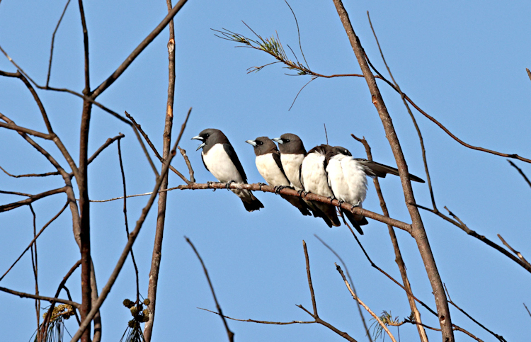 White-breasted Woodswallow