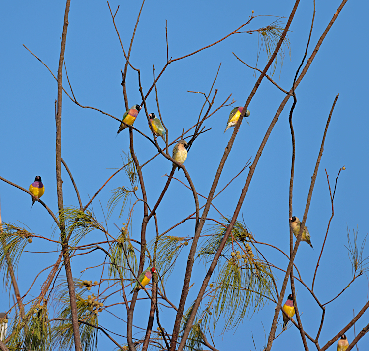 Gouldian Finch