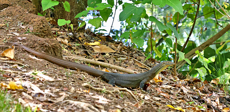 Merten's Water Monitor