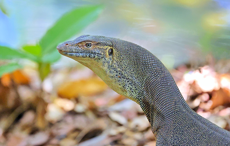 Merten's Water Monitor