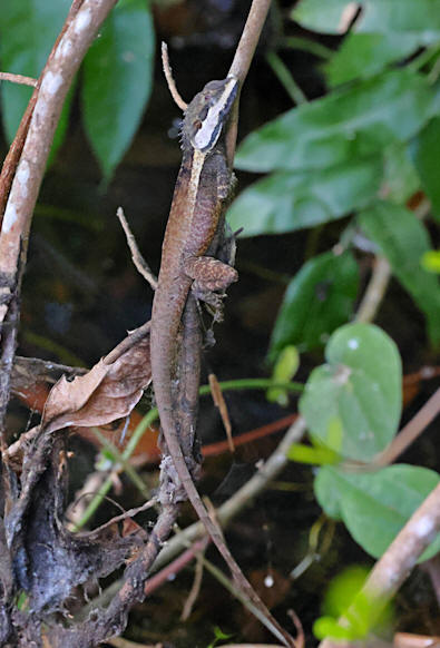 Northern Water Dragon