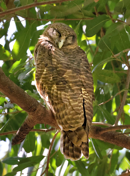 Rufous Owl