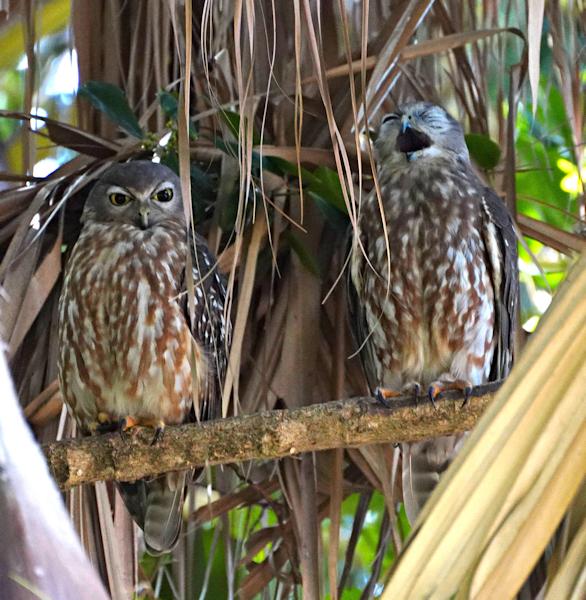 Barking Owls