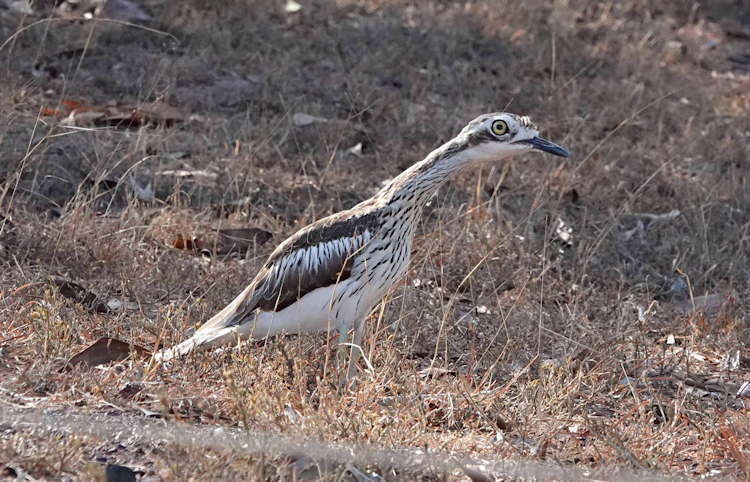 Bush Stone Curlew