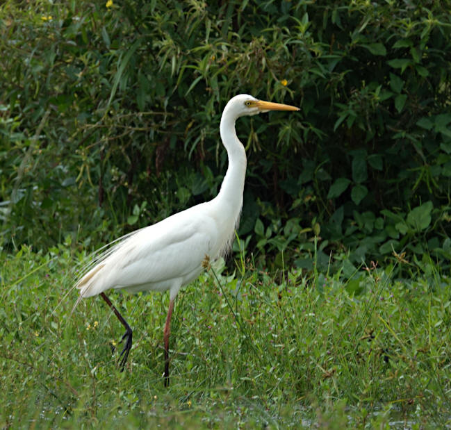 Intermediate Egret_Ardea intermedia