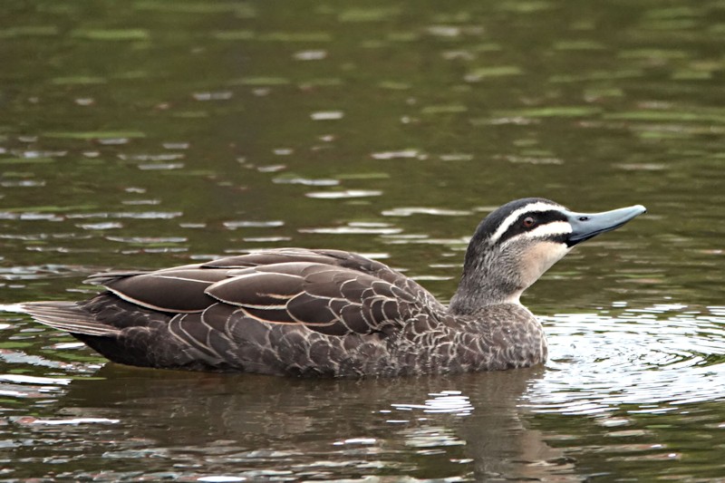 Pacific Black Duck