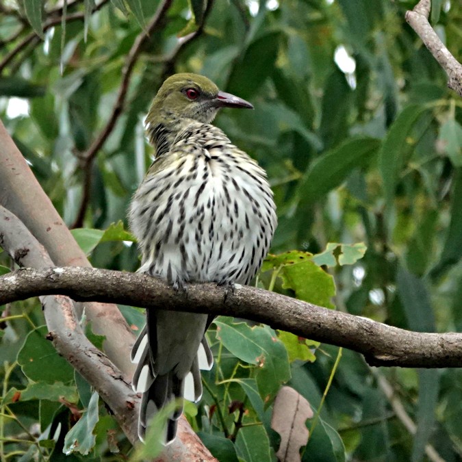 Olive-backed Oriole_Oriolus sagittatus