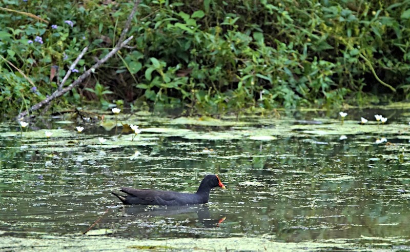 Coombabah Wetlands