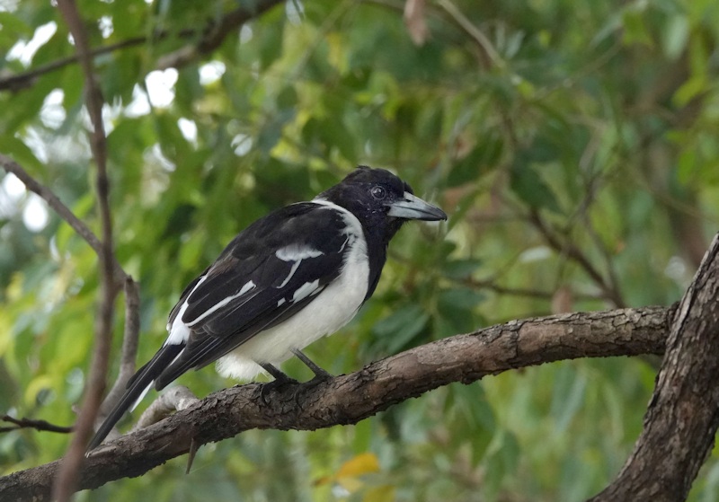 Pied Butcher Bird_Cracticus nigrogularis