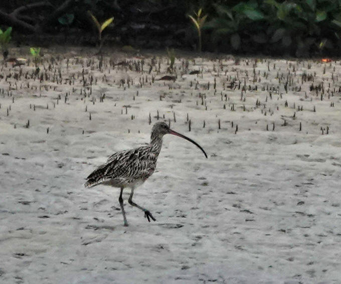 Eastern Curlew_Numenius madagascariensis