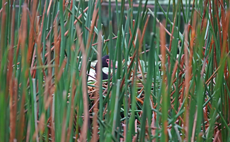 Magpie Goose_Anseranas semipalmata