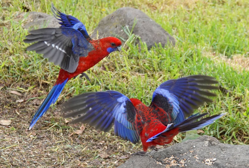 crimson rosella (Platycercus elegans)