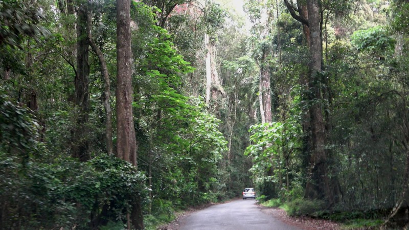 Mt Lamington road to O'Reilly's