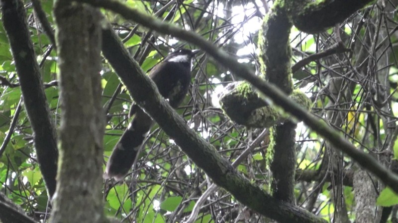 Eastern Whipbird (Psophodes olivaceus)