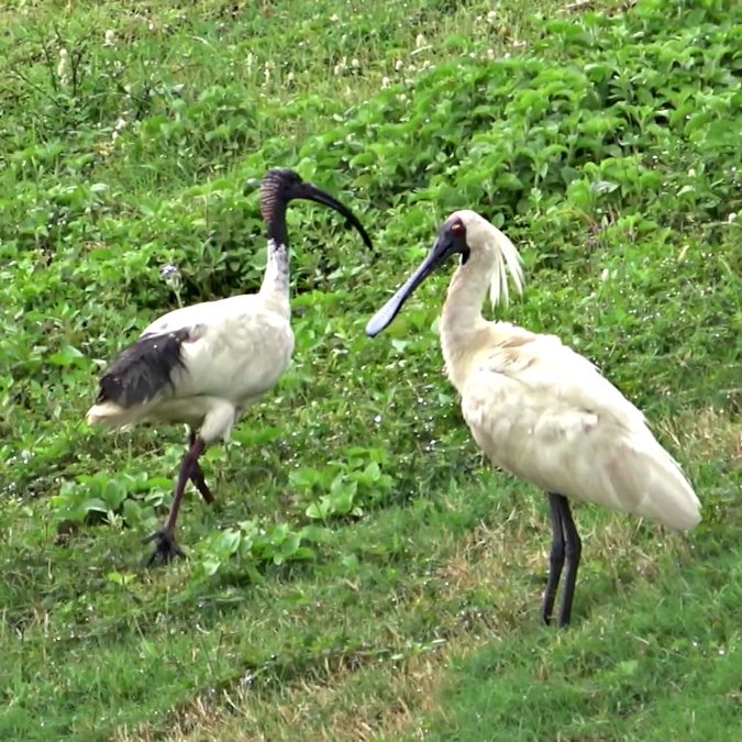 Australian White Ibis_Threskiornis moluccus_& Royal Spoonbill_Platalea regia