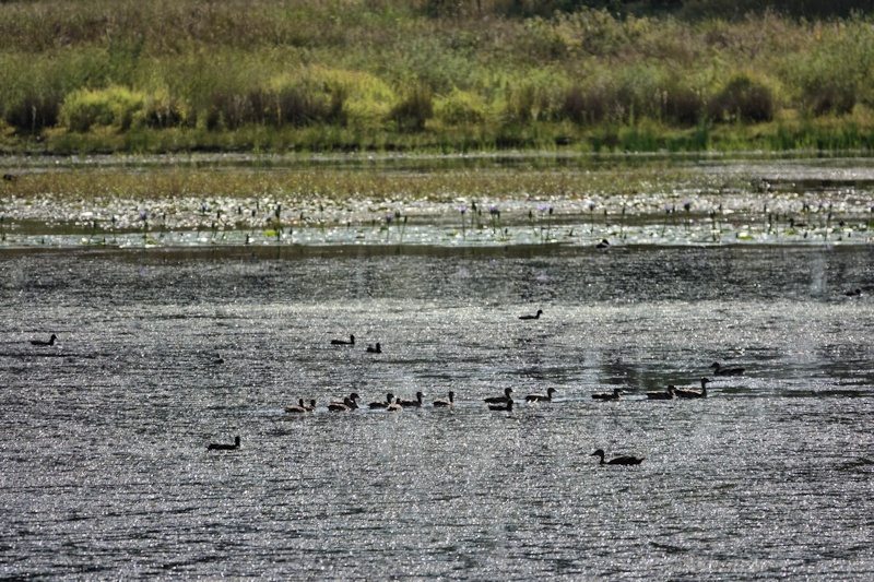 Coombabah Wetlands