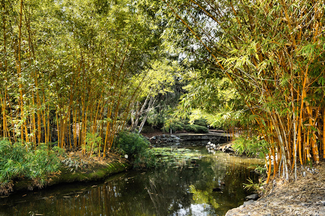 BrisbaneGardens_Bamboo_DSC03638