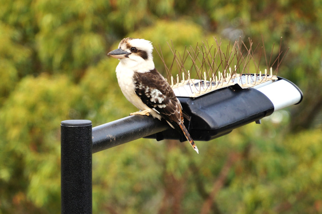 BrisbaneGardens_Kookaburra_DSC03667