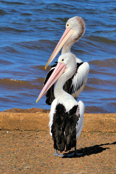 BrisbanePelicans_DSC03785