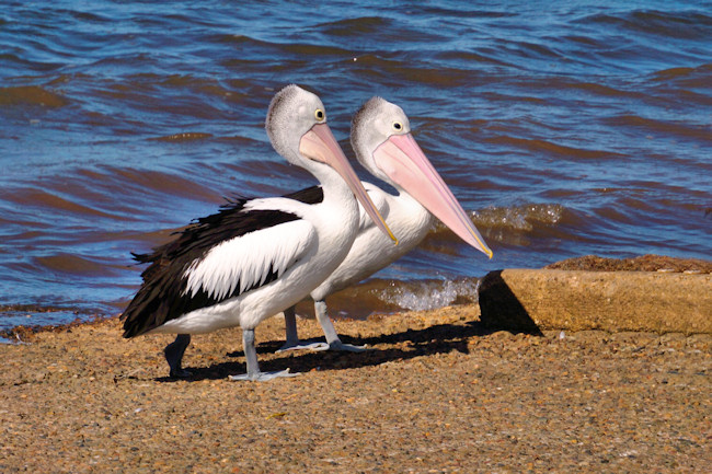 BrisbanePelicans_DSC03787