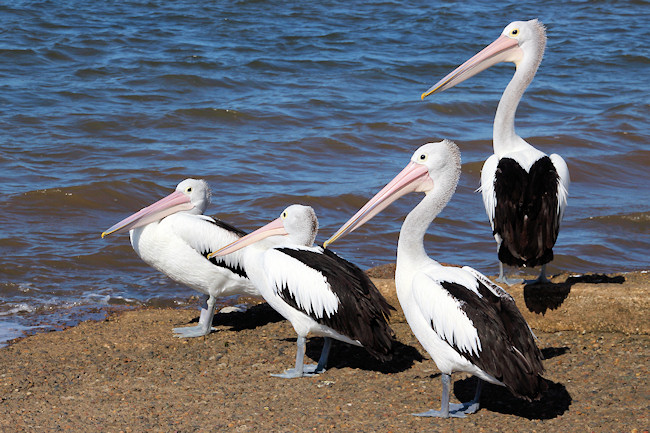 Brisbane_WaterlooPt_Pelicans_0341_m_4