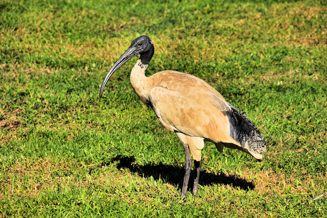 QueenslandAustralianIbis_DSC03804