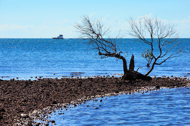 QueenslandClevelandPointMangrove_DSC03815