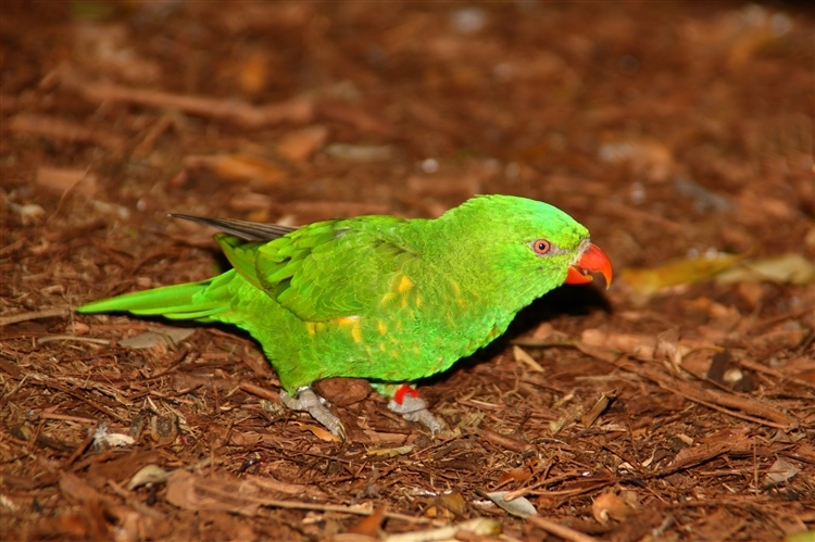 GoldCoast_WildlifeParks_IMG_5264