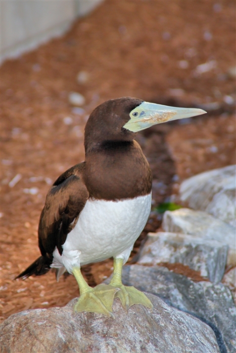 GoldCoast_WildlifeParks_IMG_5293