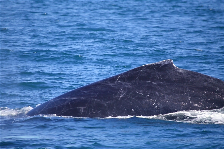 HumpbackWhales_IMG_5042_m