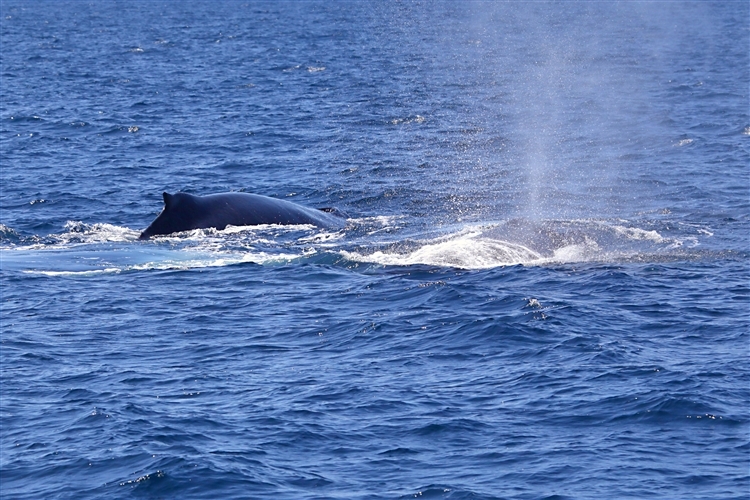 HumpbackWhales_IMG_5052_m_3