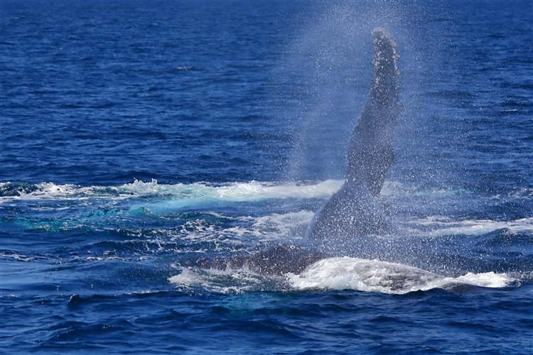 HumpbackWhales_IMG_5080_m_4