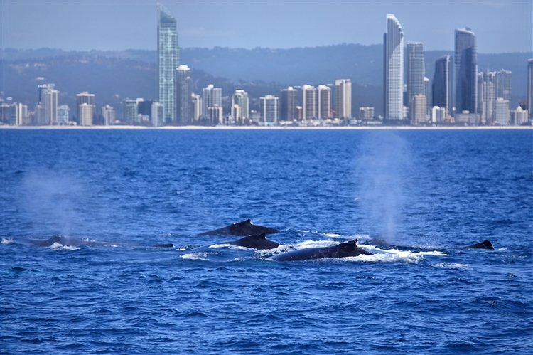 HumpbackWhales_IMG_5089_m_4