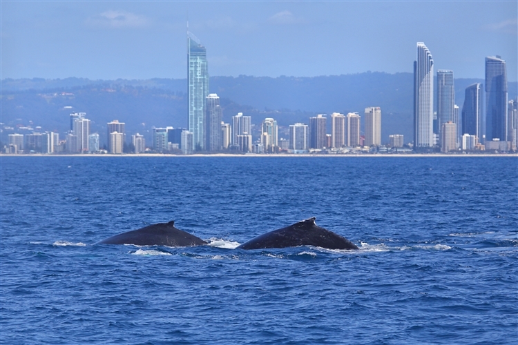 HumpbackWhales_IMG_5091_m_3