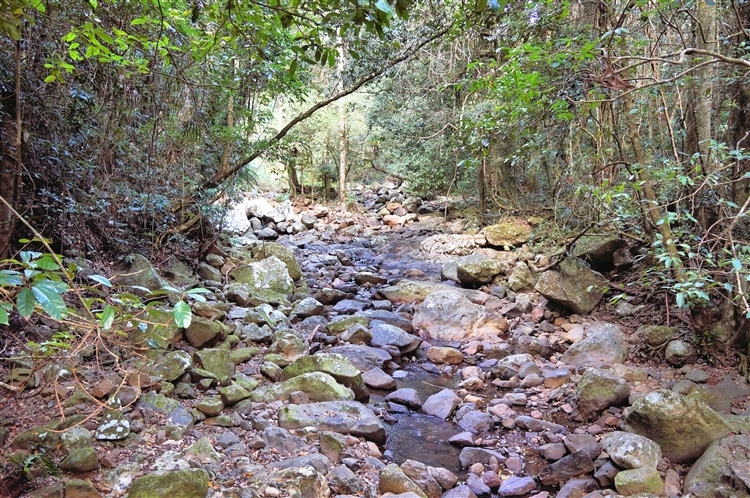 SprinbrookNationalParknearNaturalBridge_DSC06003