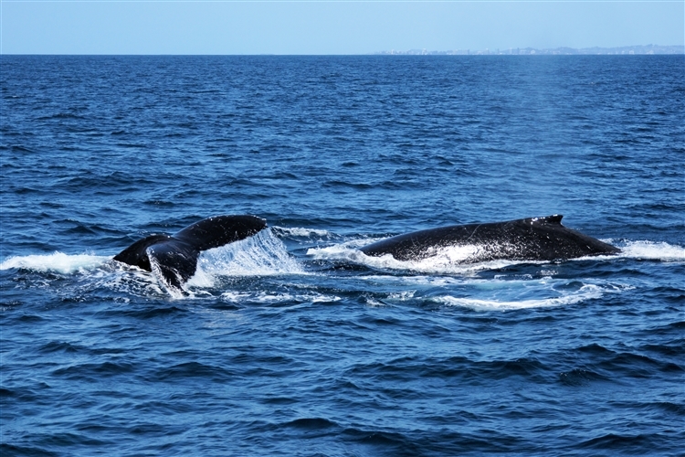 SurfersParadise_whales_DSC06075