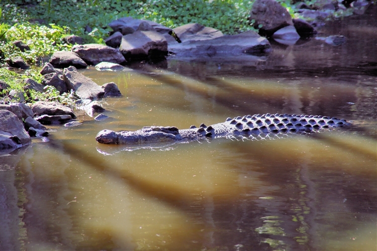 WildlifeParks_IMG_5164