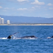 HumpbackWhales_IMG_5035_m_4