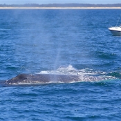 HumpbackWhales_IMG_5045_m_4