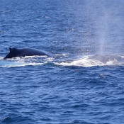 HumpbackWhales_IMG_5052_m_3